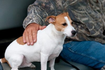Jack Russell Terrier a mans best friend, sitting next to a man in a camo jacket.