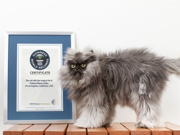 Gatos con premio Guinness