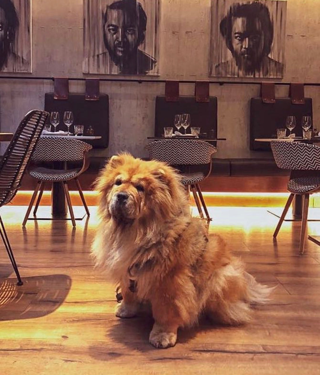 ARISTOGUIDE #2 RESTAURANTES PET FRIENDLY MADRID CHOW CHOW, TECKEL Y POINTER
