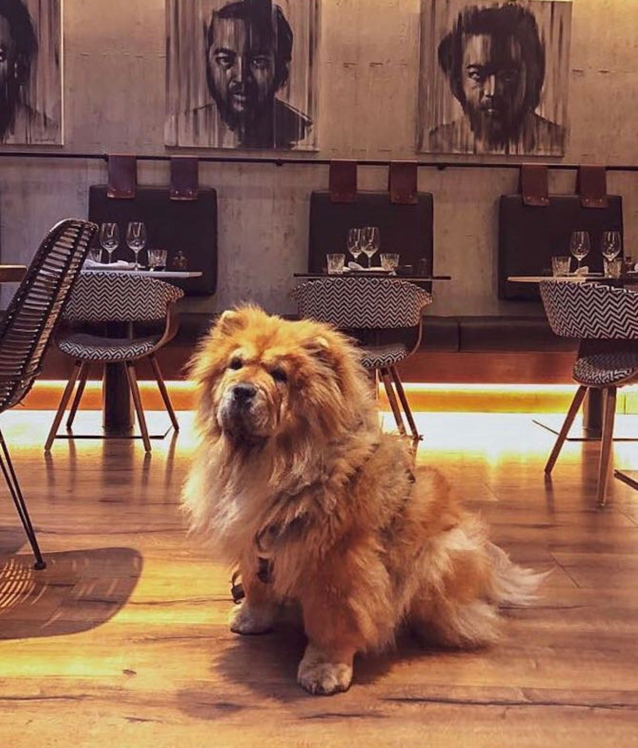 ARISTOGUIDE #2 RESTAURANTES PET FRIENDLY MADRID CHOW CHOW, TECKEL Y POINTER
