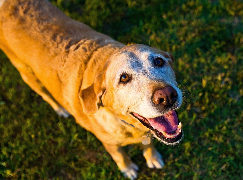 10 cosas que tu perro quiere que sepas