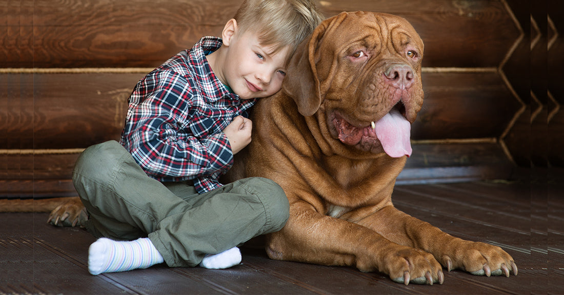 Los seguros para perros