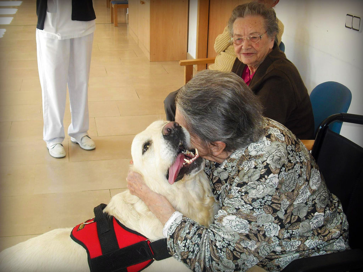 Perros contra la pérdida de la memoria