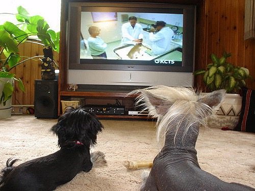 Puede que no haga zapping, ¡pero a tu perro le encanta la tele!