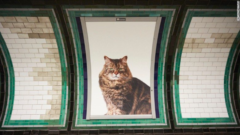 ‘CATS NO ADS’