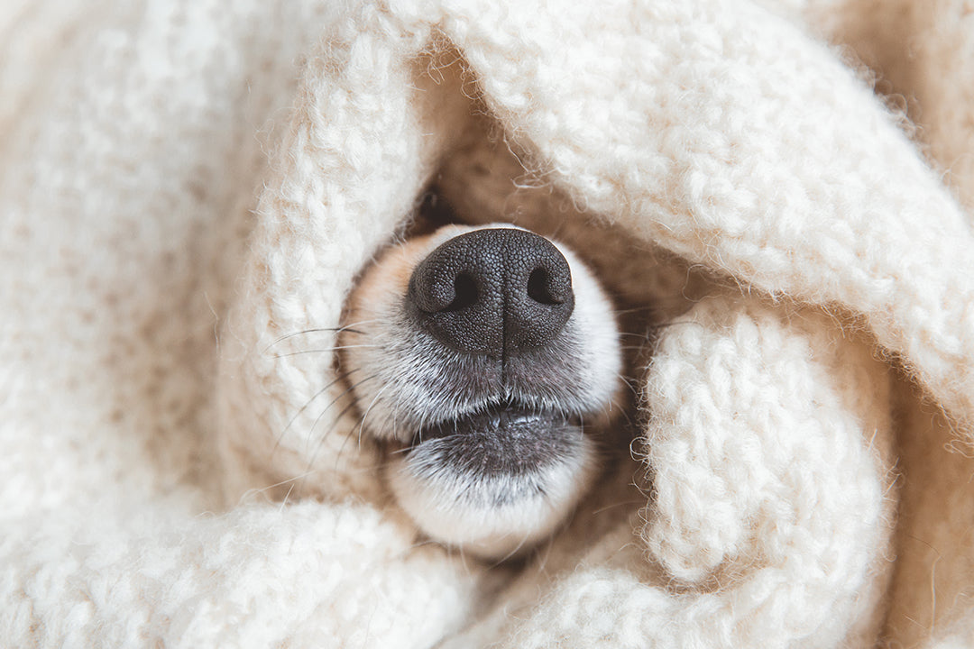 La calefacción: ¿cómo afecta a mi mascota?