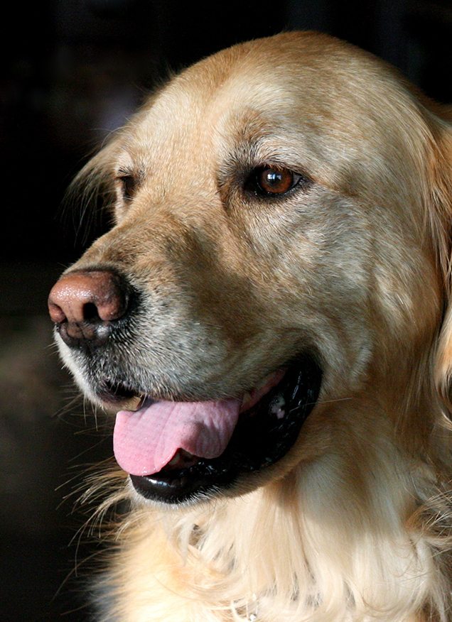 ¿Cómo alimentar a los perros senior?