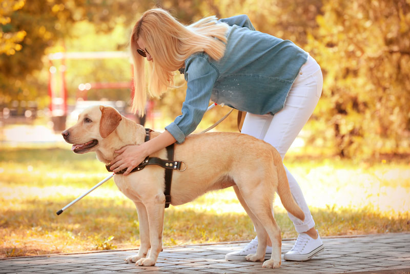 “Educa a un cachorro”: Colabora con la formación de un Perro Guía