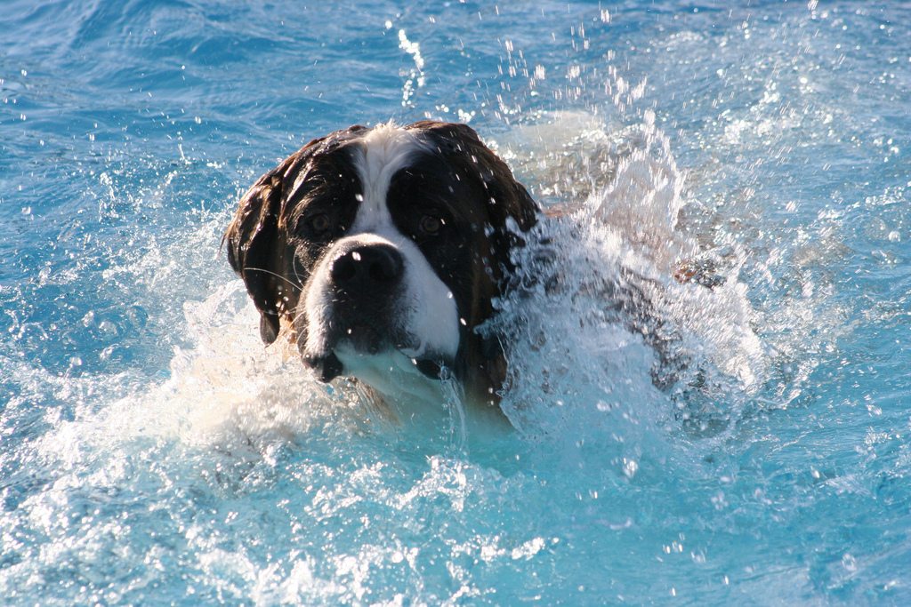 Hidroterapia: ¡al agua…, perros!