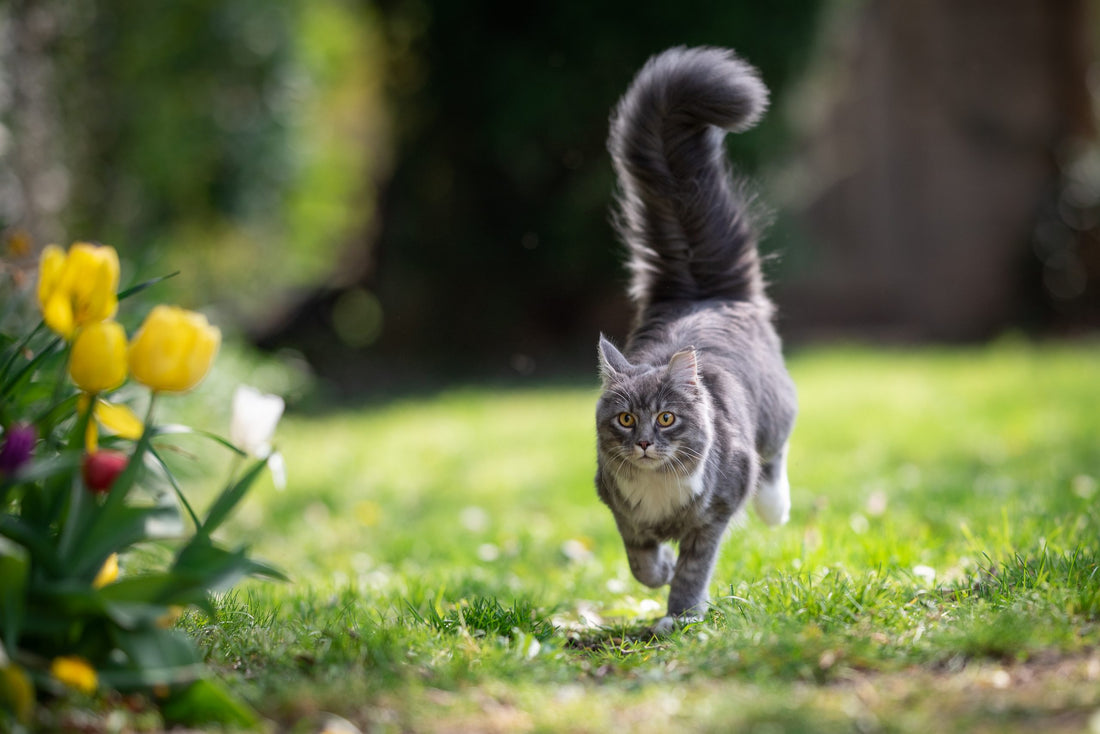 5 consejos al sacar a pasear a tu gato