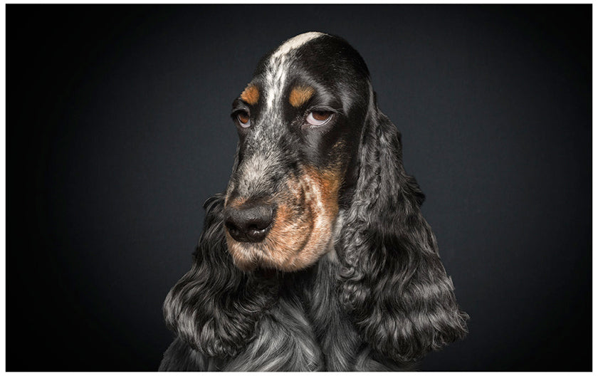 A Dog’s Life: Retratos de ARISTOPERROS con expresiones humanas