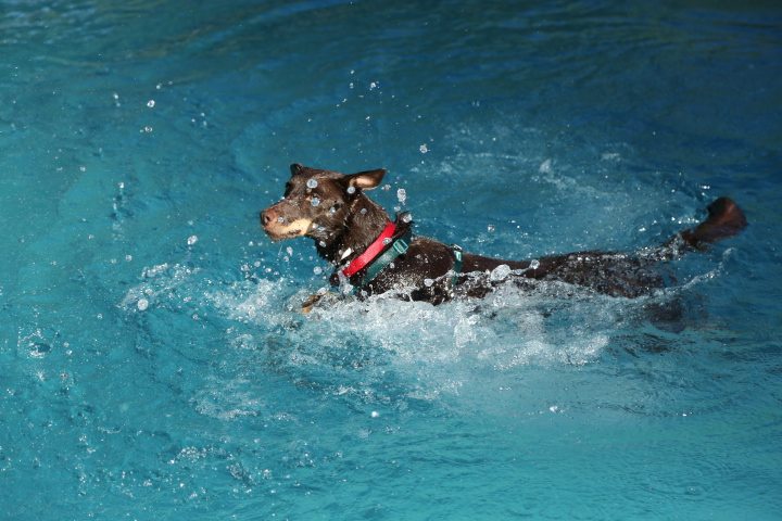 Al AGUA PATAS 2016
