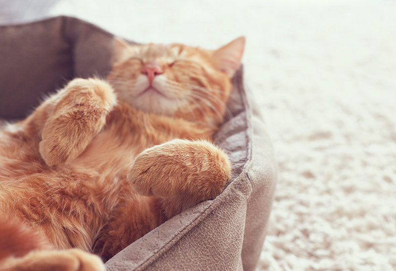¿Sabías que puedes convivir con tus mascotas aunque tengas alergia?
