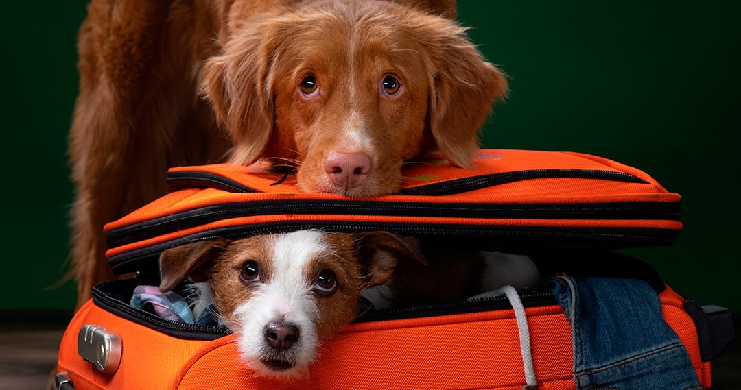 Zonas recreativas y baños para mascotas en los aeropuertos españoles