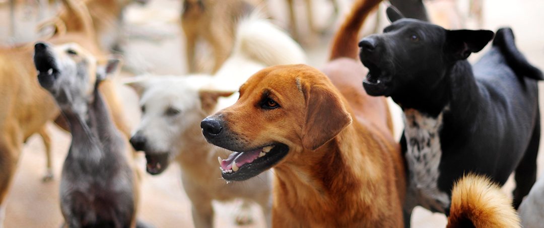 Asociación BASMA: Su magnífica labor ayuda a miles de animales abandonados