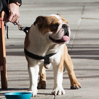 Bertin & Fosi