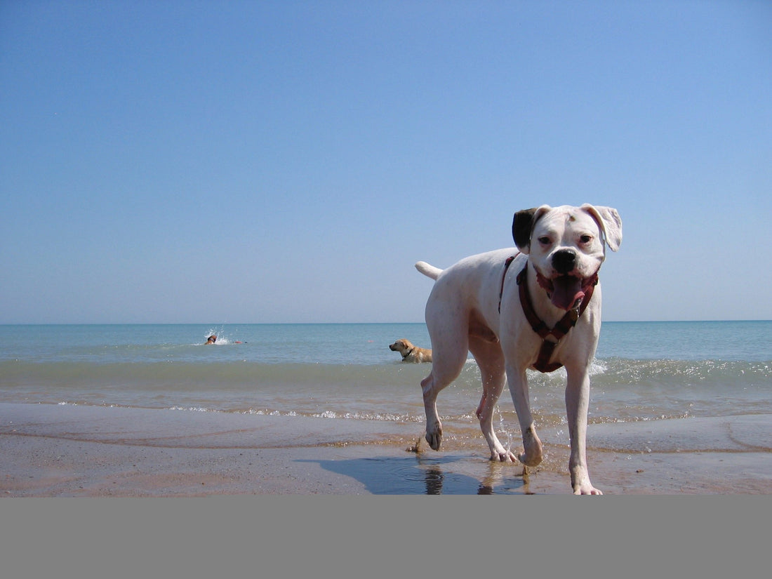 Bienvenidos al resort playero para perros de Pinedo