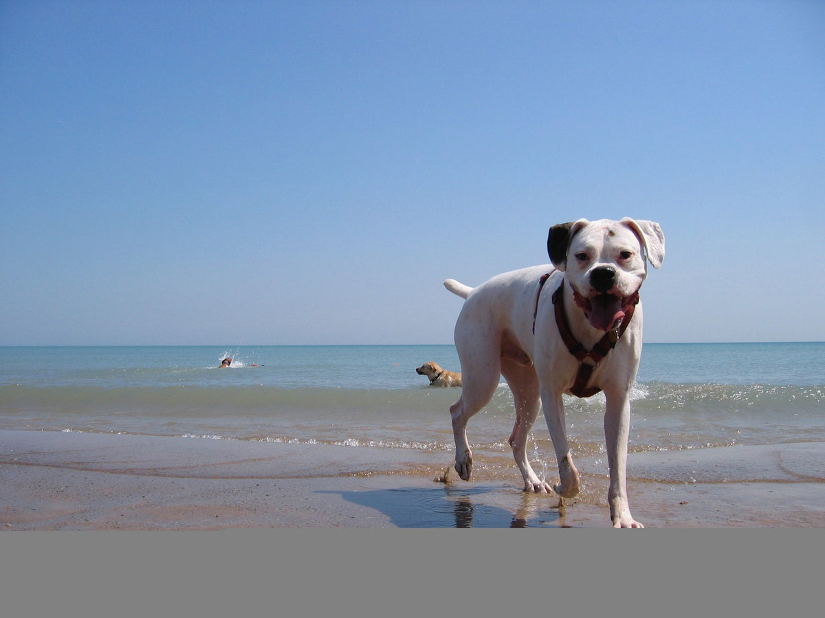 Bienvenidos al resort playero para perros de Pinedo