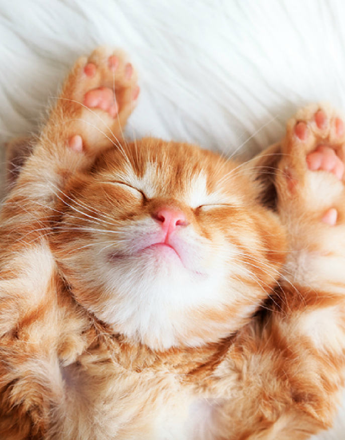 ¿Cuándo abren los ojos los gatos?