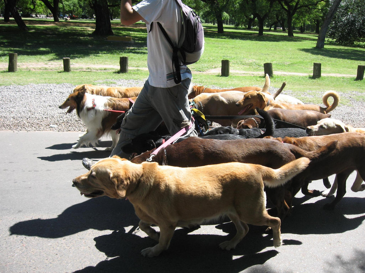 manada perros aristopet españa