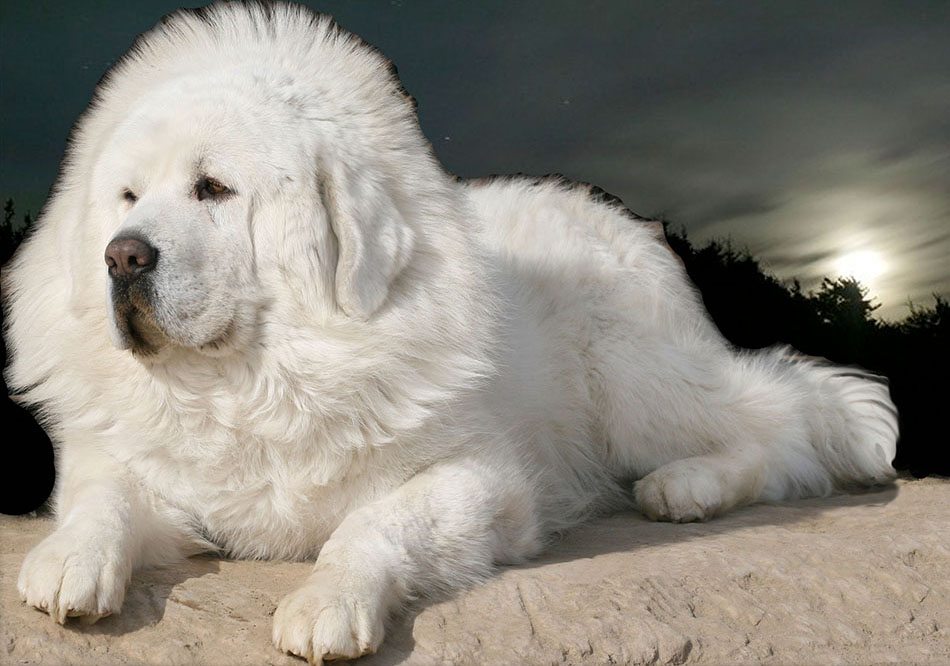 Los perros más caros del mundo