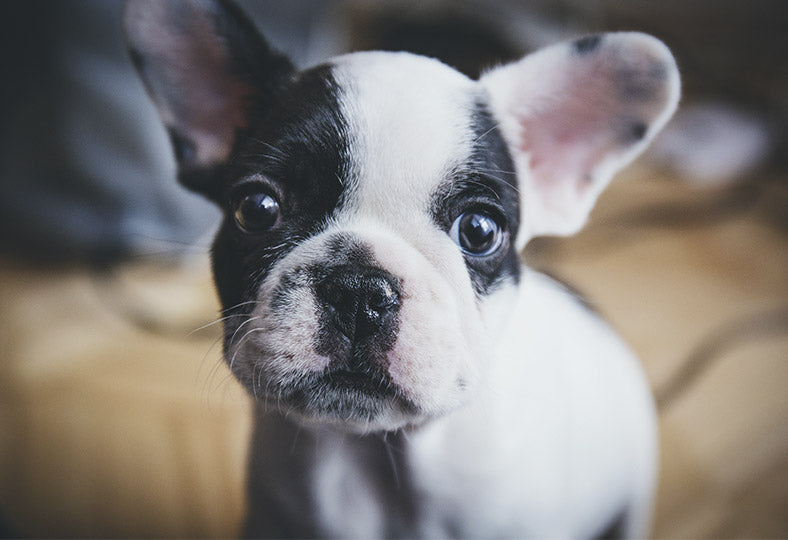 ¿Sabías que los perros reconocen tus emociones?