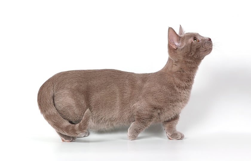 Descubriendo a los Gatos Munchkin