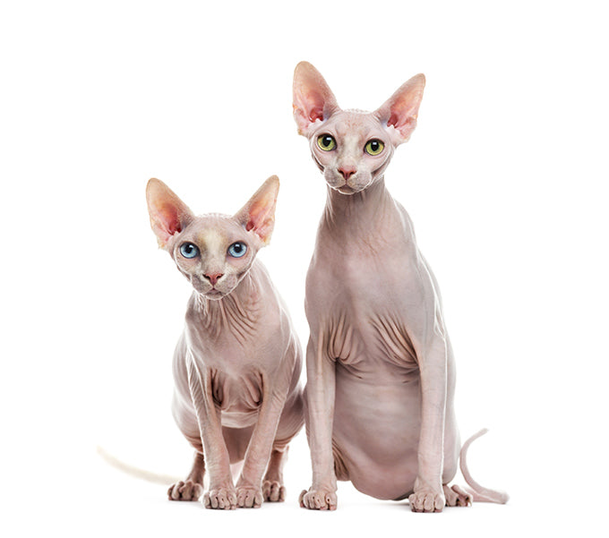 Gatos Sphynx