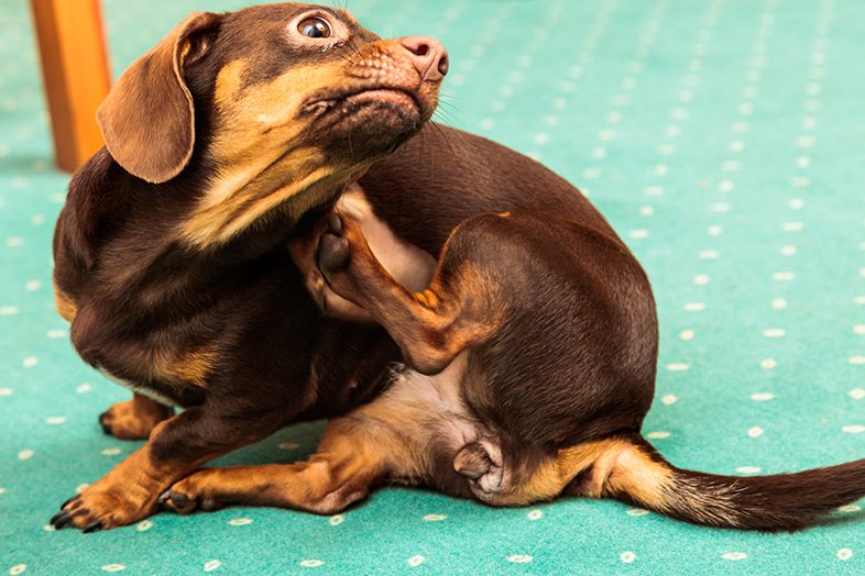 El picor: un importante trastorno en la vida del perro y de toda la familia