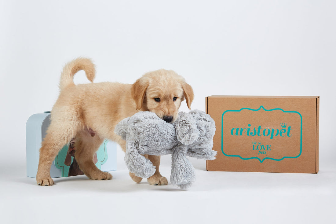 El regalo ideal para tu mascota