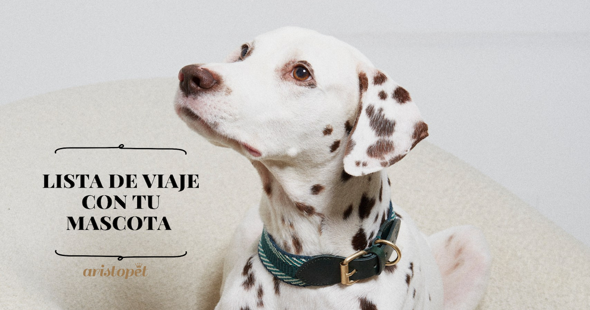 ¡Comienzan las  Aventuras con tu mascota!