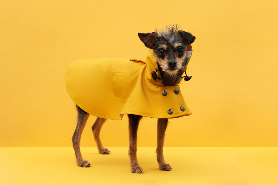 El accesorio indispensable para tu perro: el chubasquero