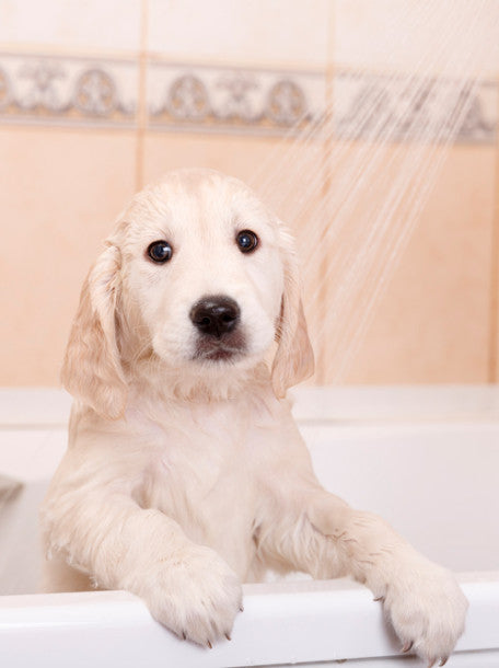 ¿Cuándo debo bañar a mi perro?