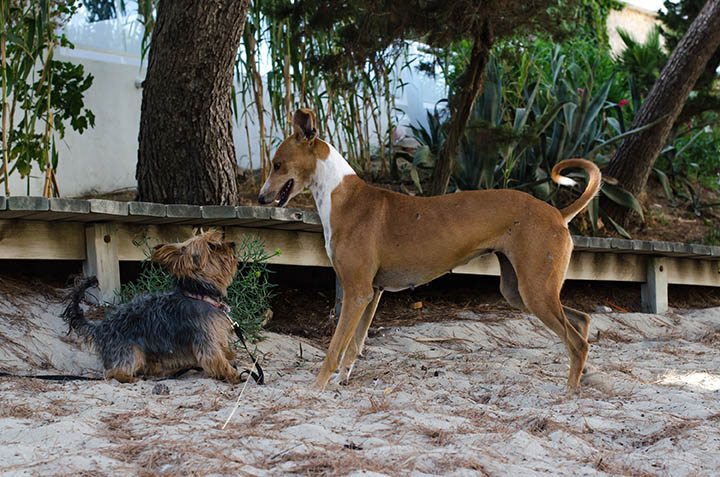La millonaria ARISTOPETER que cambia la vida de los perros en Ibiza