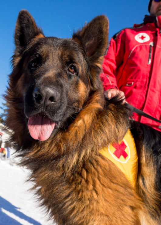 Perros de rescate y salvamento de Cruz Roja España.