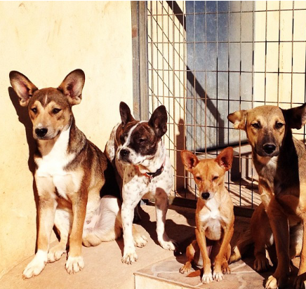 perro abandonado cariño necesidad adopcion segunda oportunidad rejas