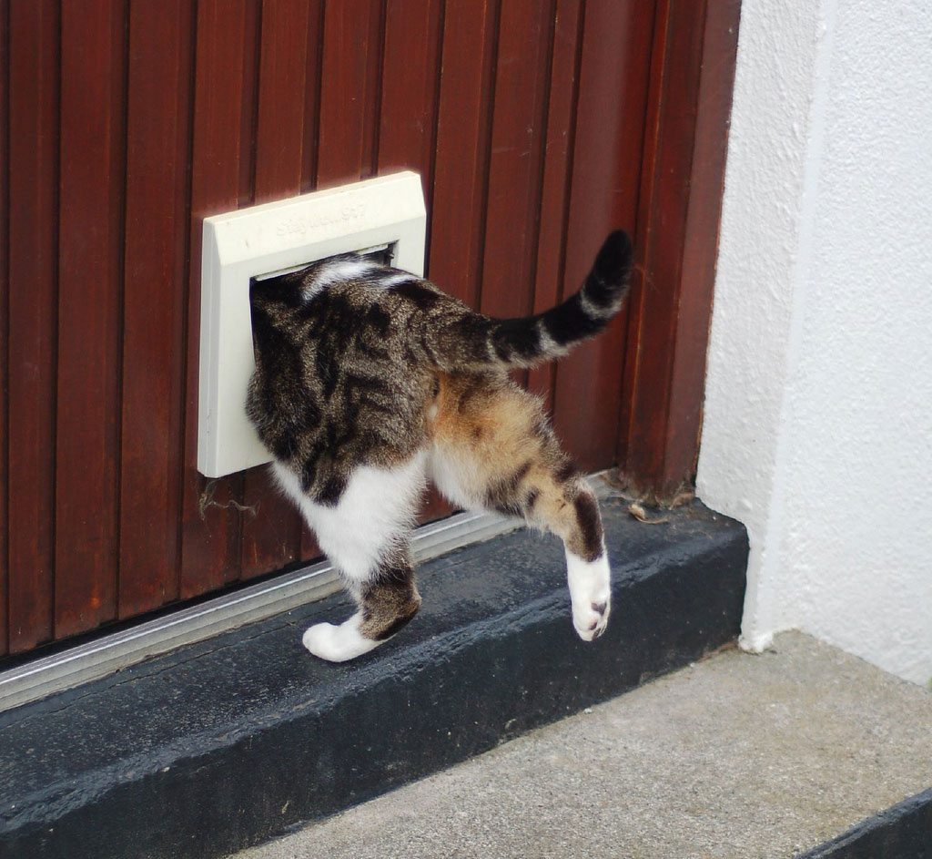 ¿Quién inventó la puerta para gatos?