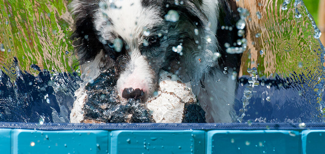 Llega el verano y las altas temperaturas: las mejores formas de refrescar a tu mascota