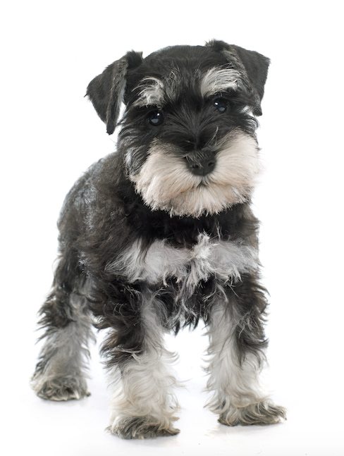 Conociendo mejor a los Schnauzer