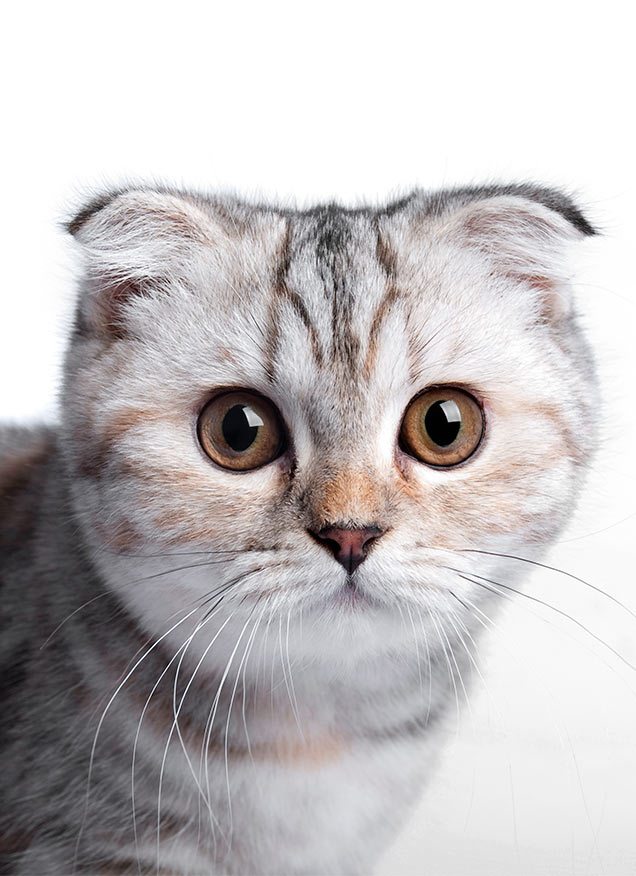 Conociendo mejor a los Scottish Fold