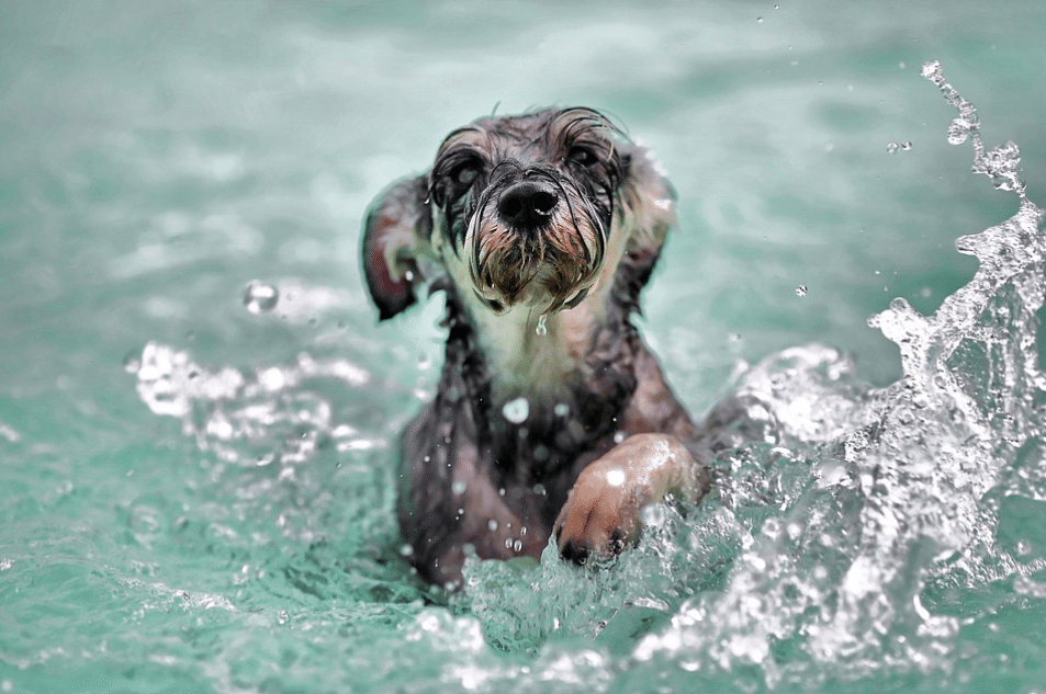 No tenemos playa, ¡pero sí piscina para perros!