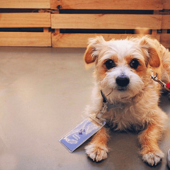 Oficinas Pet Friendly en España