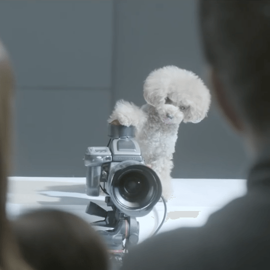 ¿Qué pasa cuando un perro toma las fotos a su ARISTOPADRE?