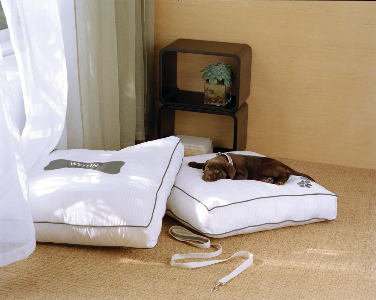 10 hoteles pet friendly en España