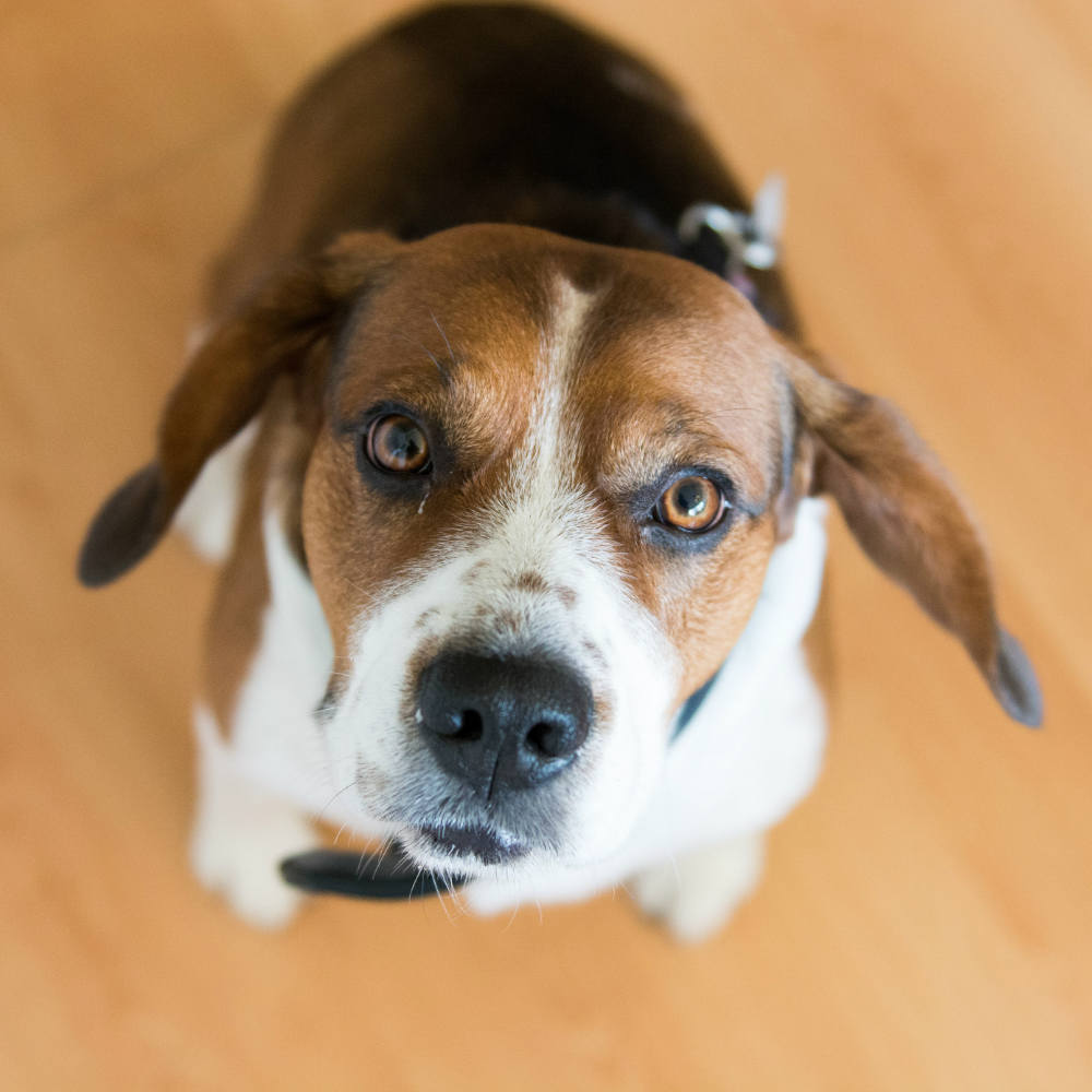 Tu perro entiende qué dices y cómo lo dices