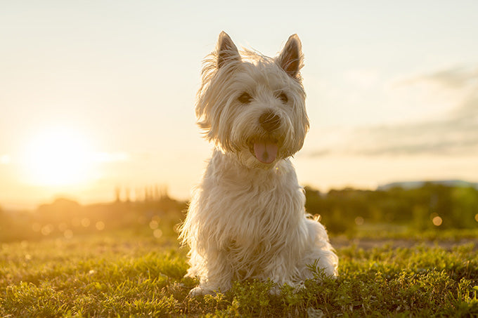 Conociendo mejor a los West Highland White Terrier