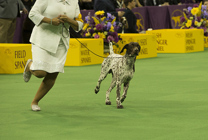 Westminster Kennel Club: la competición perruna del año