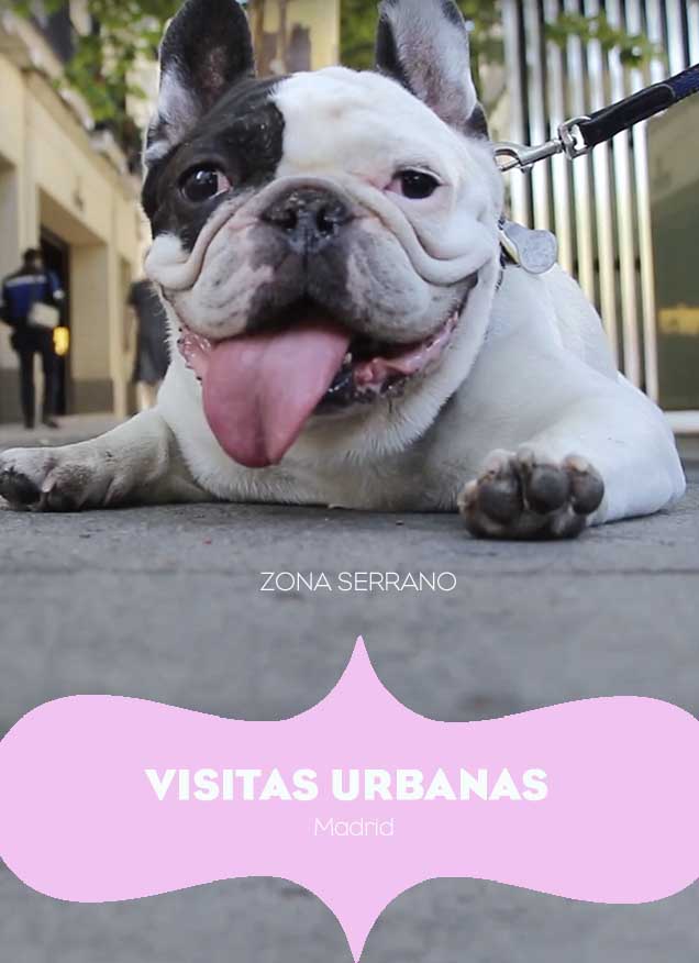 VISITAS URBANAS | ARISTOPET pasea por Serrano | MADRID