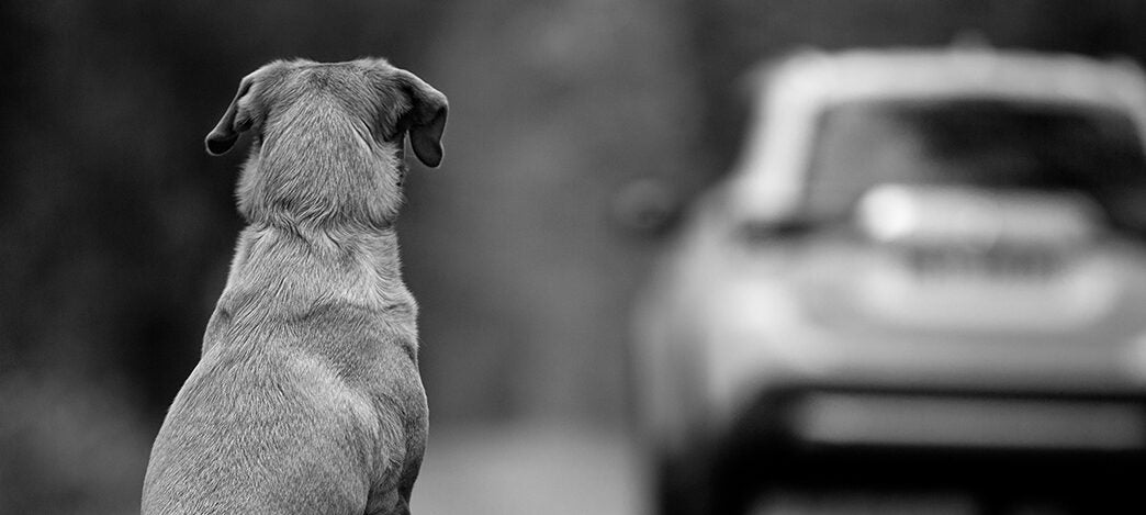 Son varios los motivos por los que este año pueden aumentar drásticamente los abandonos de mascotas: Nos les abandones, ellos nunca lo harían