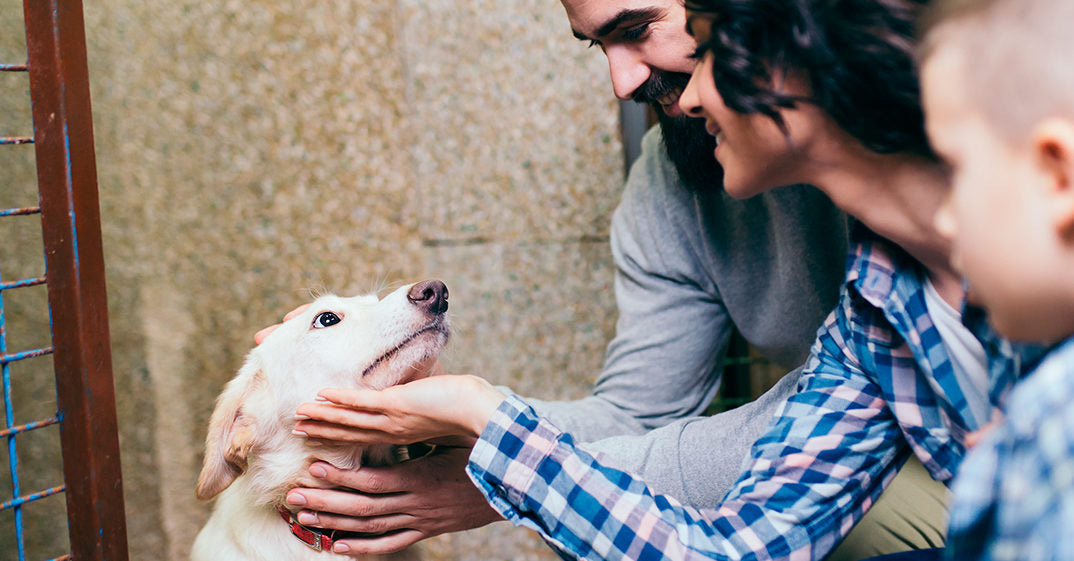 La Fiscalía alerta sobre el aumento de adopciones de mascotas para incumplir el confinamiento